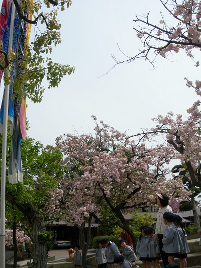 桜とこいのぼりを見る園児達